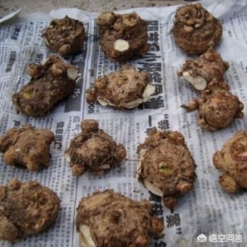 彩色马蹄莲花后处理:彩色马蹄莲花期过后怎么处理 盆栽马蹄莲夏季植株热死了，种球应该怎么保存？
