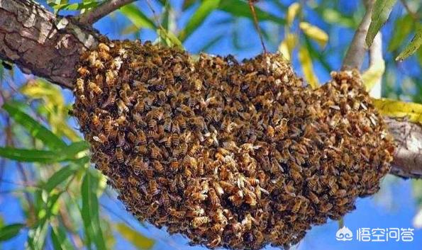 没有蜜蜂生态系将会如何，没有蜂王跟随，工蜂真的会聚集飞逃吗