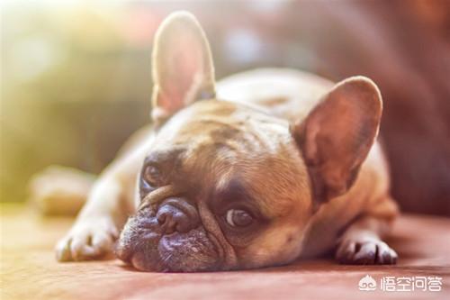 刚出生的斗牛犬图片:法斗一般长到几个月定型？