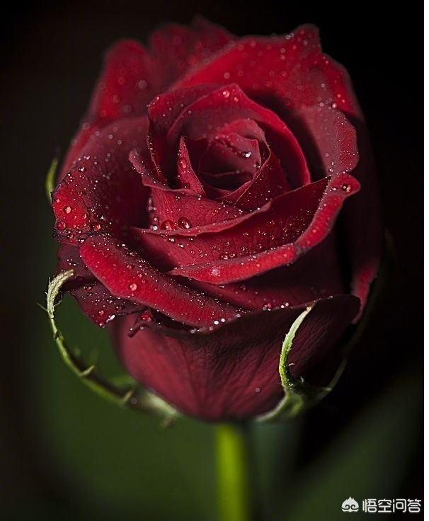 头条问答 北方7 8月份扦插玫瑰什么时候种地里最好 9个回答