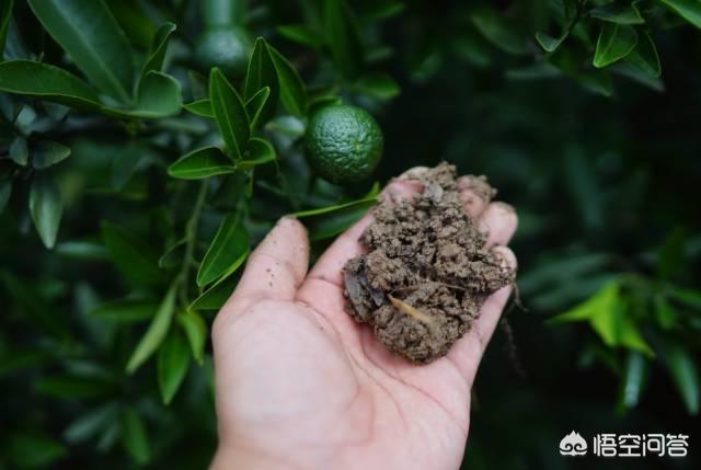 药用保健茶是用茶叶和某些中草药拼合而成的,小青柑普洱茶的制作工艺怎么样？