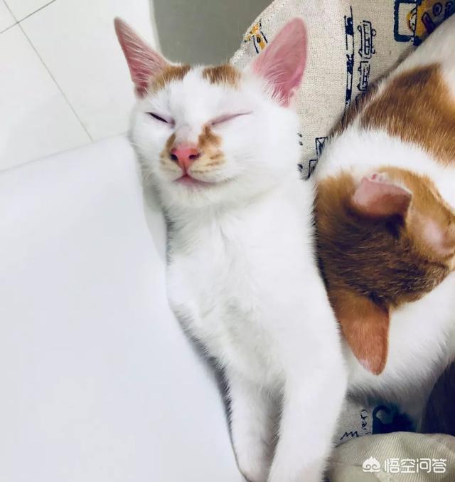 自制猫粮:猫粮的特点是什么？自制猫粮可靠吗？ 自制猫粮鸡胸肉