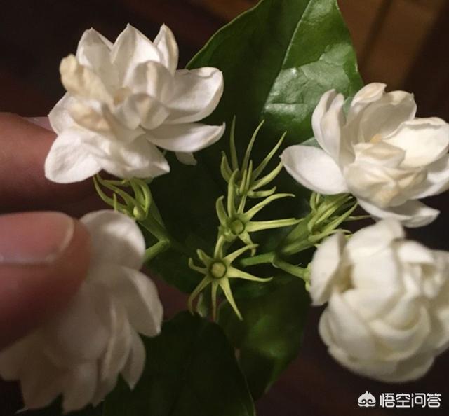 双色茉莉的水插方法:水插茉莉花可以直接放自来水吗？