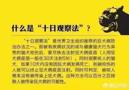 被狗狗咬伤潜伏期:被狗咬过多少天属于安全？ 被狗狗咬伤有潜伏期吗