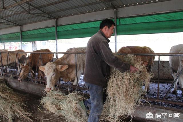 反刍动物用阴离子盐:益生菌能用在反刍动物上吗？