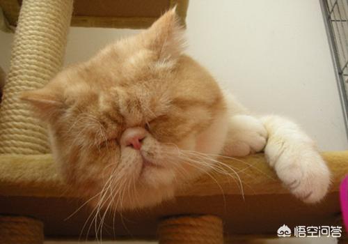 加菲猫图片:加菲猫肉怎么只长身体上不长脸上呢？