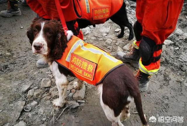导导肓犬小q电影:导盲犬小q电影中文完整版 如何评价任达华、梁咏琪主演的导盲犬电影《小Q》？