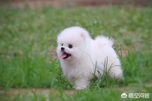 博美犬图片:博美尿尿带血是为什么，博美尿尿带血严重吗？