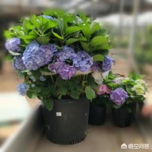 八爪金盘花卉的施肥:绣球花应该如何施肥管理？