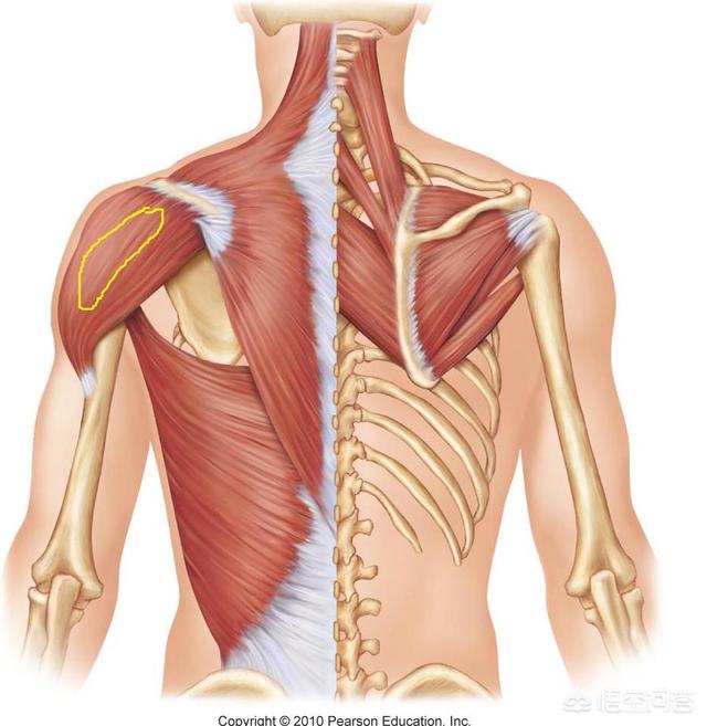 头条问答 - 女生,手臂瘦但是唯独三角肌太壮了,应该怎么练?(1个回答)