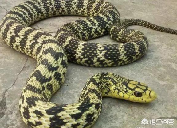 眼镜王蛇,也就是印度这种眼镜王蛇相对来说比较大一些,最长的也不过5