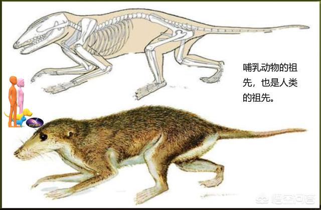 罗德西亚人:西方学者为什么说人类起源于非洲？是文化自卑还是自信的体现？