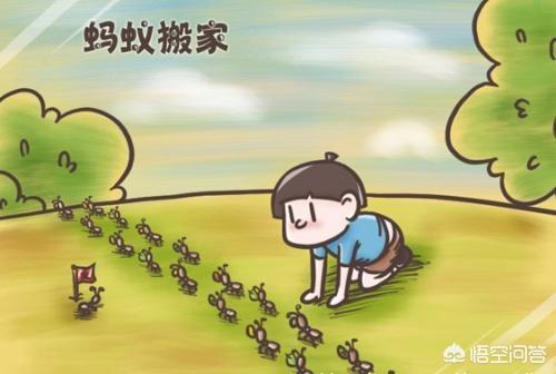 在蚂蚁行进的队列中放块小石子挡着,为什么后面的蚂蚁就不知道路了？