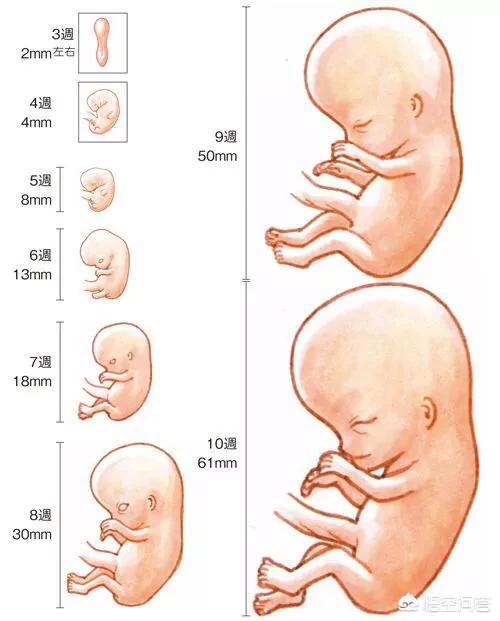 胎芽会随着胎儿的发育而变长,怀孕3周时,胎芽只有2毫米,怀孕4周胎芽是