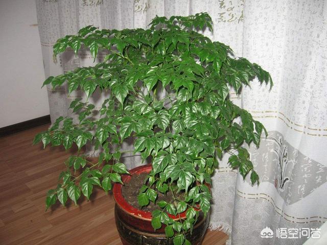 树锦鸡儿植株变黑:幸福树枝干发黑，一直不长新叶是什么原因呢？