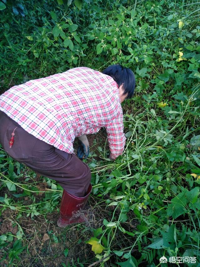 苞芽子真菌性皮肤病:沙田柚种植新技术有哪些？