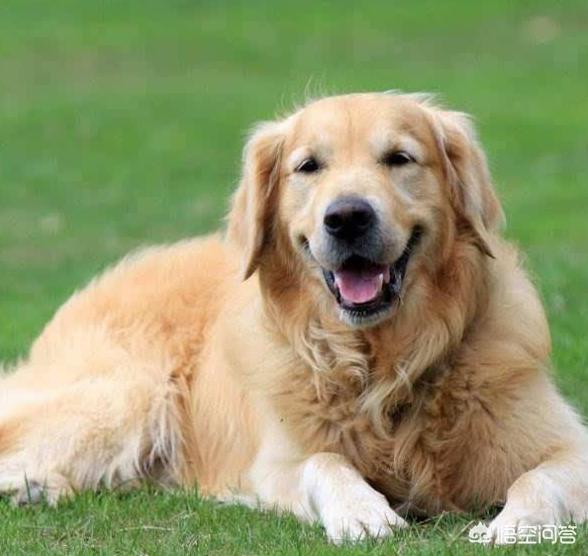 狗老了有什么特征，金毛犬几岁开始步入老年老了有什么征兆