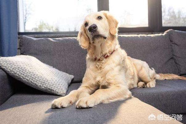 金毛体臭:金毛犬真的暖吗？金毛犬会有什么样的缺点？