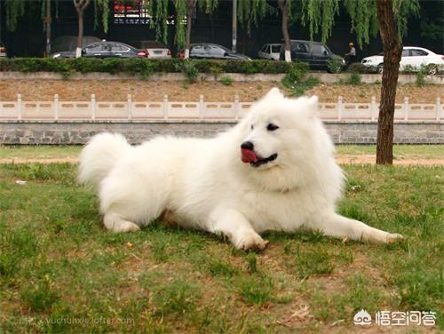 萨摩图片:1岁萨摩的毛变硬是怎么了？