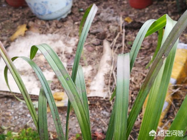 治疗兰花软腐病的药:兰花叶片出现软而无力的状态是因为病菌吗？该如何防治？