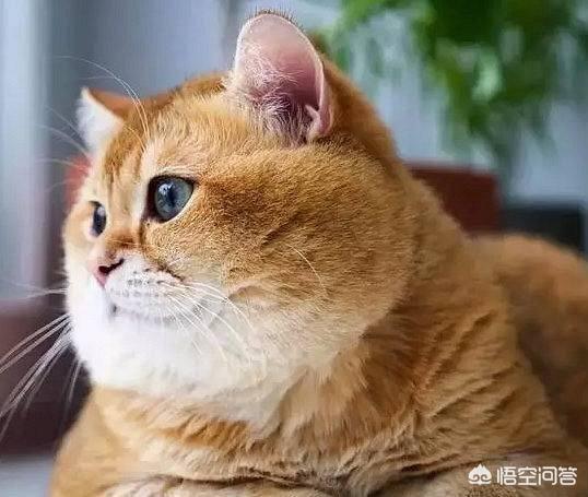 如何养胖橘猫:橘猫怎么变圆脸，橘猫可以发腮吗？