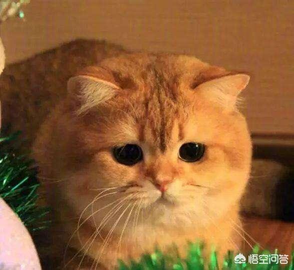 如何养胖橘猫:橘猫怎么变圆脸，橘猫可以发腮吗？