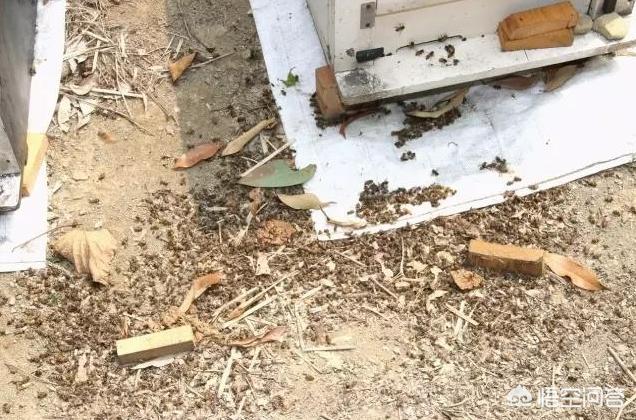 关于蜜蜂的知识有哪些:蜜蜂越冬期间，造成蜜蜂空飞的原因有哪些？怎样养好蜜蜂呢？