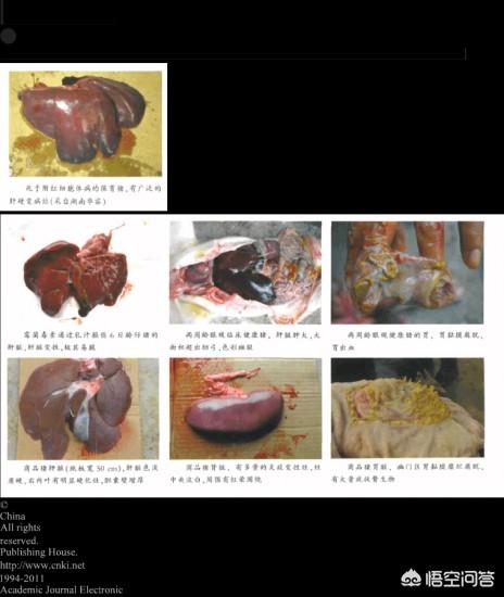 养猪疾病百科:非洲猪瘟能治愈吗？我们那儿死了很多猪了怎么办？