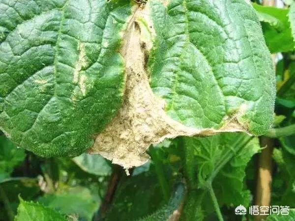 头条问答 - 西葫芦蔓枯病该怎样防治?(14个回答)