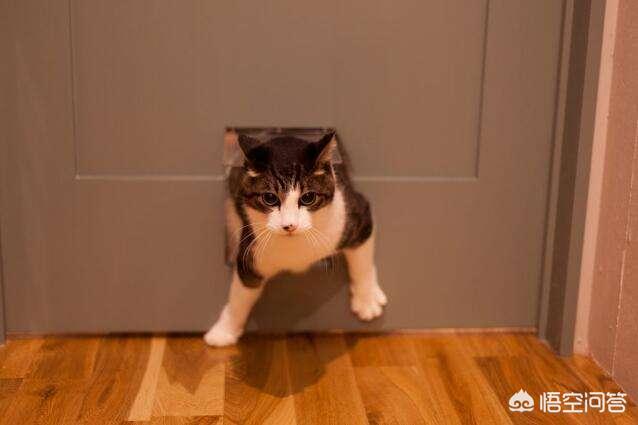 头条问答 为什么猫不让关门而且在门边不停的叫 22个回答