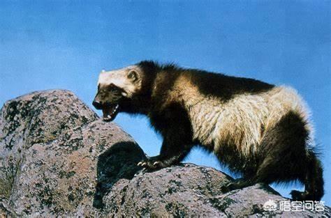 虽然在远古时期的地球上有着更多体型庞大,凶猛性更强的生物,但地球上