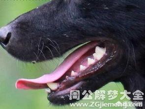 牙签鸟的新窝:如果动物吃肉塞牙该怎么办？