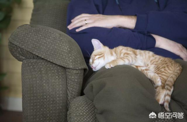 甜蜜猫猫01话:猫咪爱你，你觉得会有什么表现？