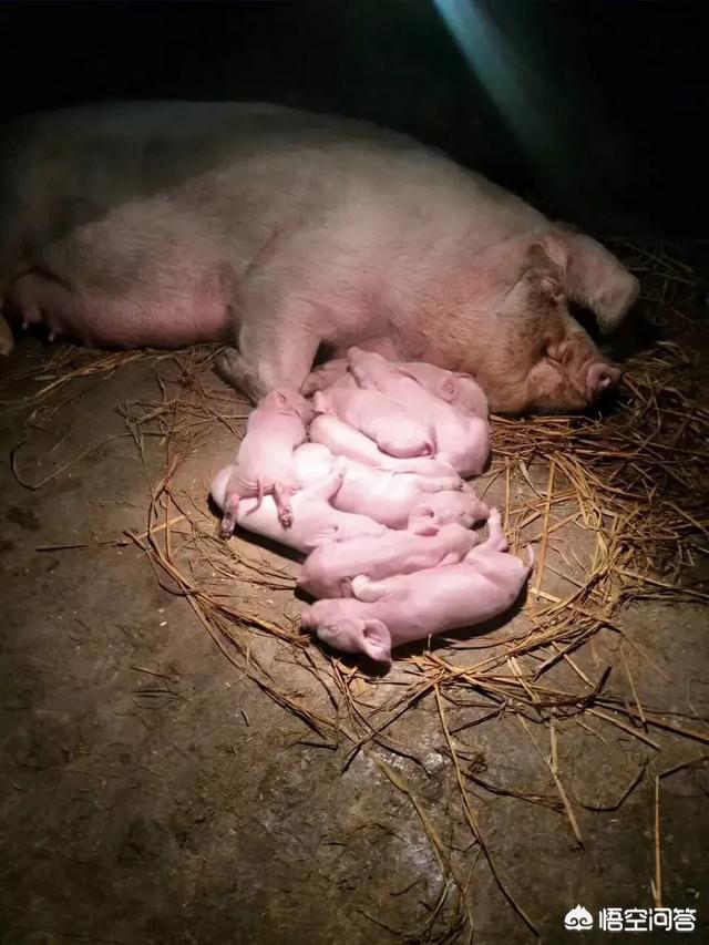 母猪什么原因导致死胎:初产母猪死胎多的主要原因有哪些？如何防治？