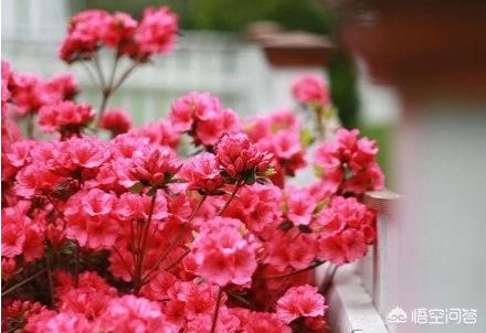 杨开慧怎么死的:你怎么看余华的“死亡不是失去了生命，而是走出了时间”？