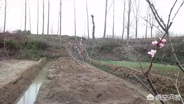 头条问答 桃树在开花时期 需要给它施肥吗 施什么肥好呢 18个回答