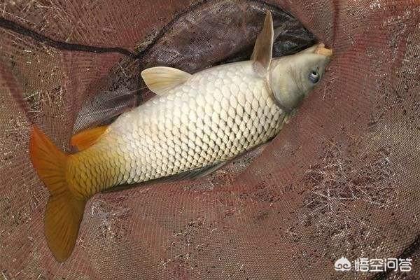 怎样钓鲤鱼,请分享一下钓鲤鱼的细节技巧？