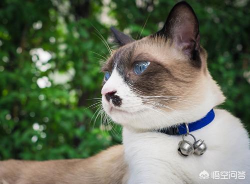 猫什么时候开始发腮？