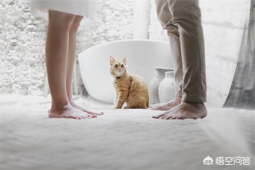 中国狸花猫在国外:养品种猫和一般宠物猫区别是什么？