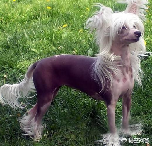 中国冠毛犬价格:冠毛犬这么丑，为什么还会有人养？