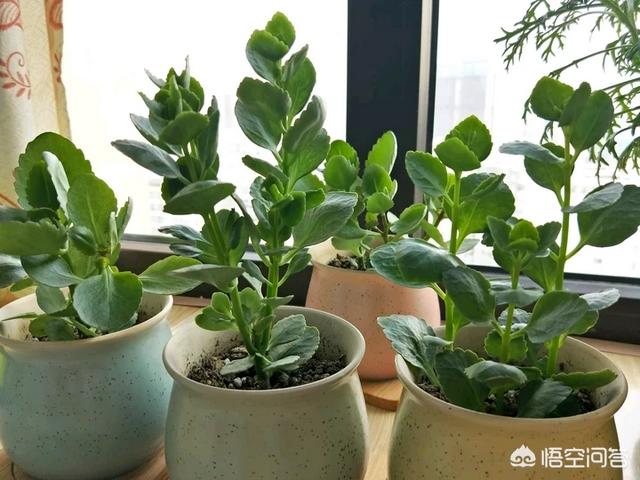 长寿花有毒吗家里能养吗:长寿花有毒吗，重瓣长寿花真能致癌吗？
