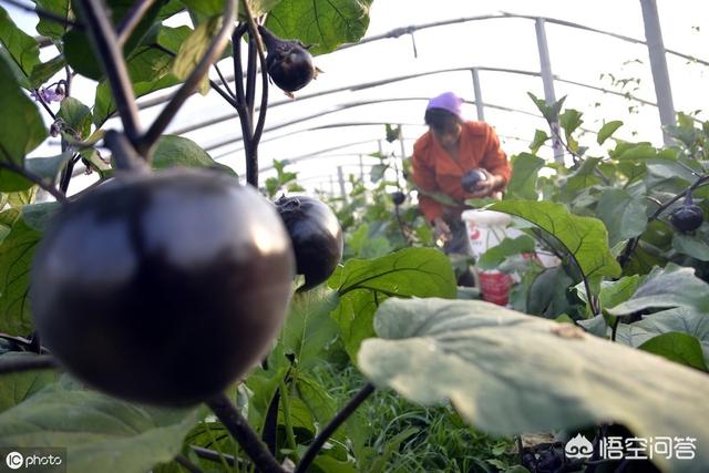 种茄子用什么肥料好 头条问答