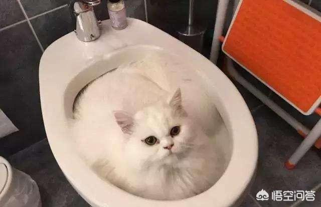 猫咪睡在猫砂盆:小猫喜欢玩猫砂，该怎么办？