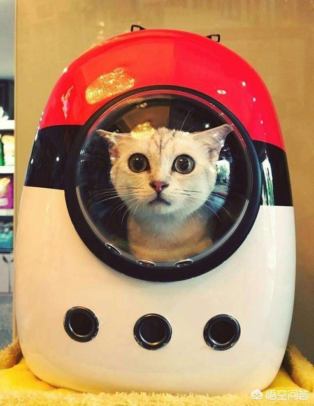 闷猫:短途轻轨装好的猫咪可以带上去吗？