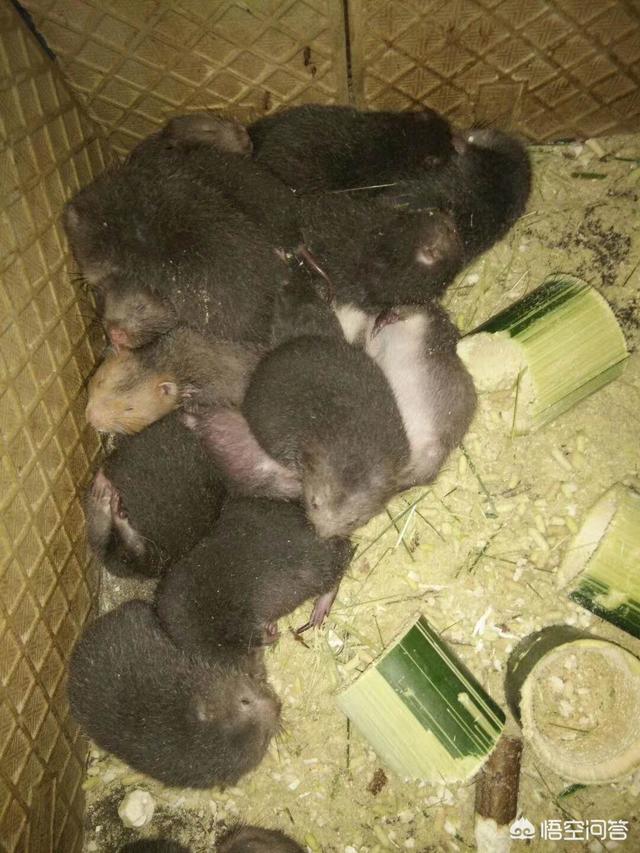 竹鼠和芒鼠:竹鼠能不能当宠物养？为什么？