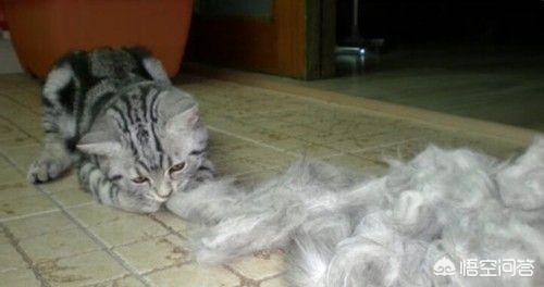 异国短毛猫 广西论坛:想养一只掉毛少，异味小一点的猫，有何建议？