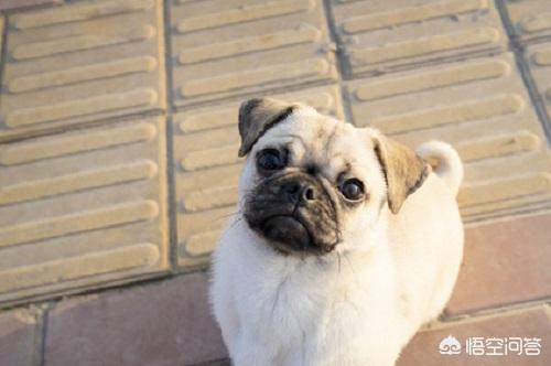 成年母巴哥犬怎么养:八哥犬生下来不怎么吃东西，八哥犬不吃东西需要喂什么？