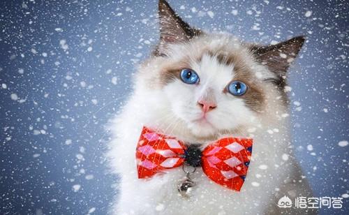猫咪绝育后照片:猫绝育后脸变小了，公猫绝育后脸变尖怎么办？