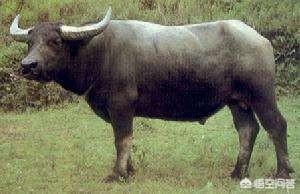 白肢野牛一般生活在什么地方，最大的牛有多大主要在哪里生存