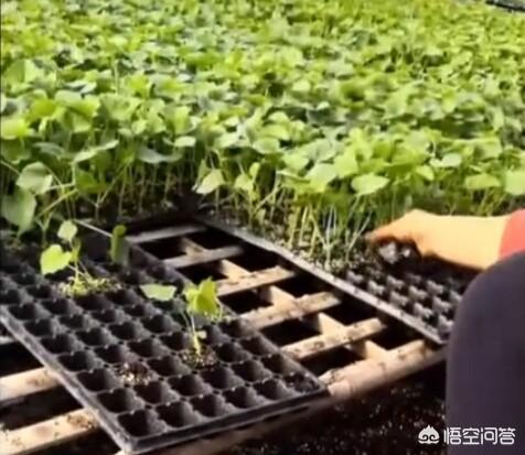 西瓜蚜虫怎么防治:西瓜套种辣椒栽培病虫害如何防治？
